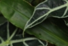 eden8