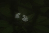 eden4