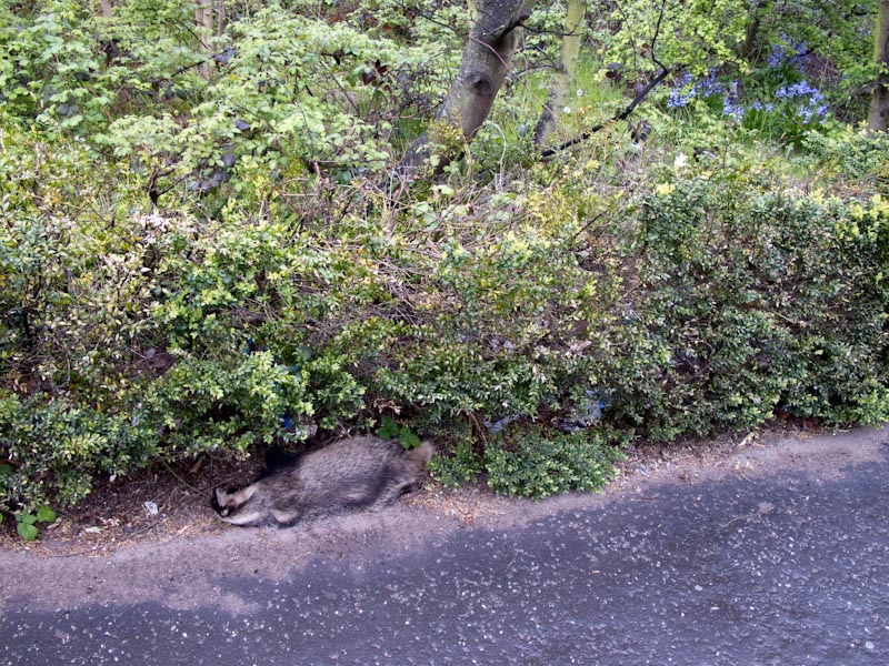 inside the ringroad, a badger